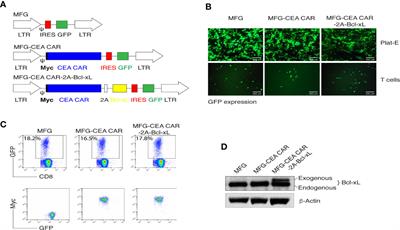 Development of CAR-T Cell Persistence in Adoptive Immunotherapy of Solid Tumors